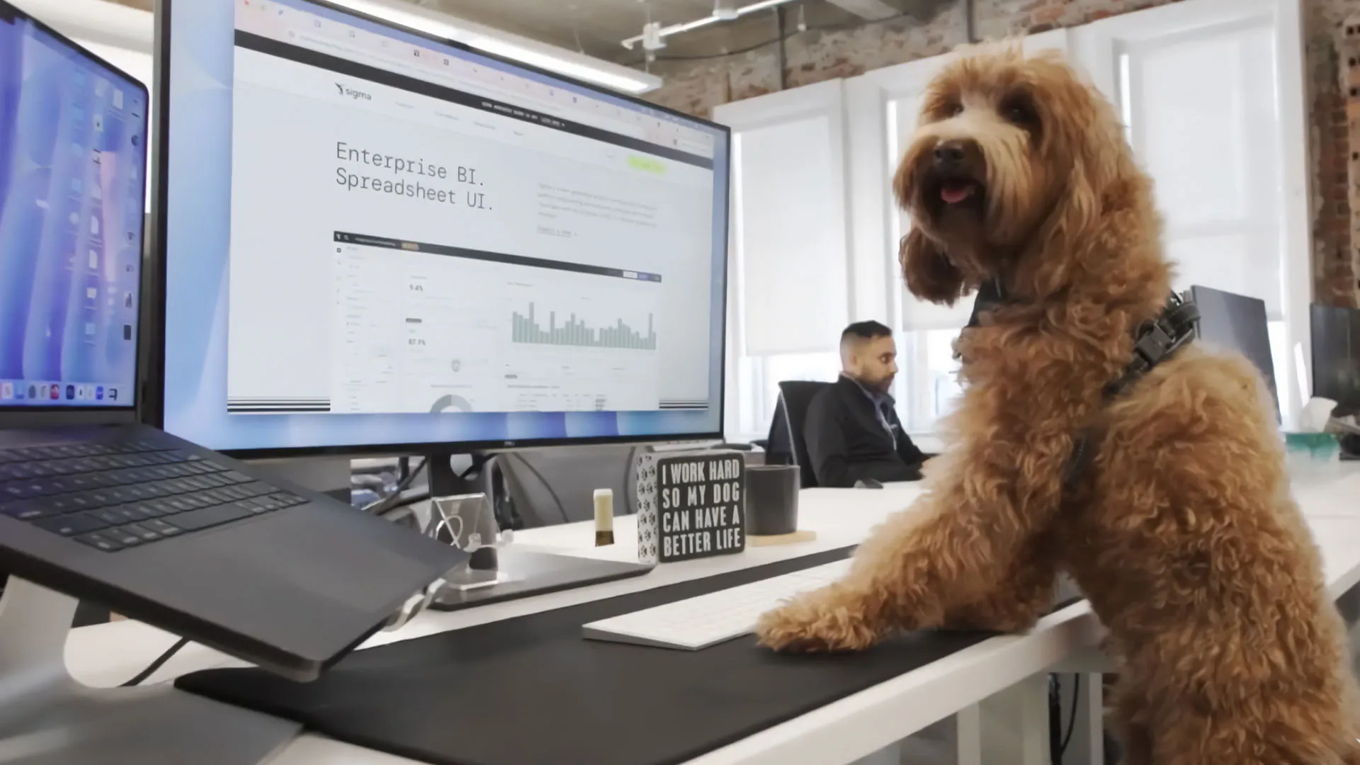 A curly-haired dog standing up at an office desk beside a monitor showing an analytics dashboard.